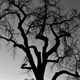Image for article titled 27 Photos Of Barenaked Trees